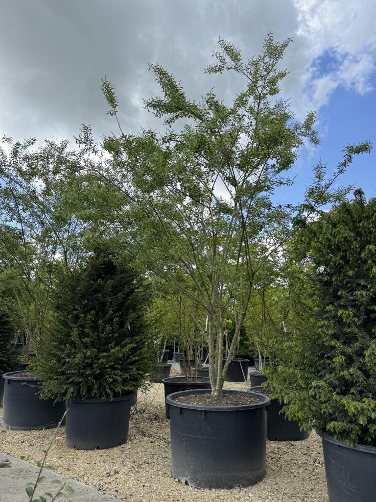 Ligustrum ibota Schirmform