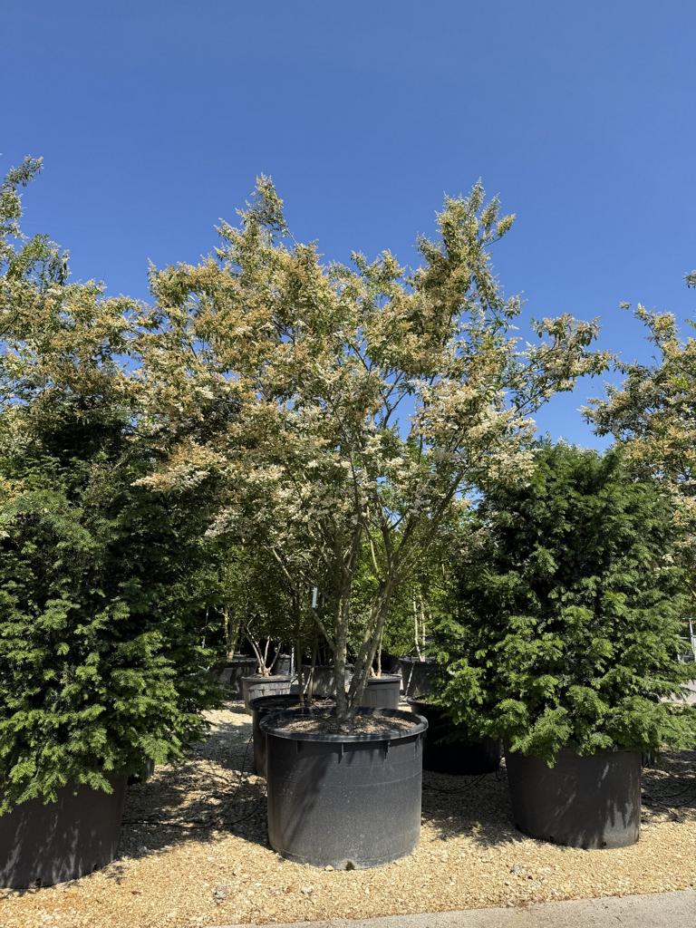 Ligustrum ibota Schirmform