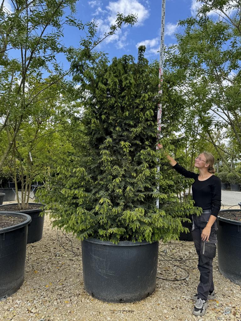 Taxus baccata