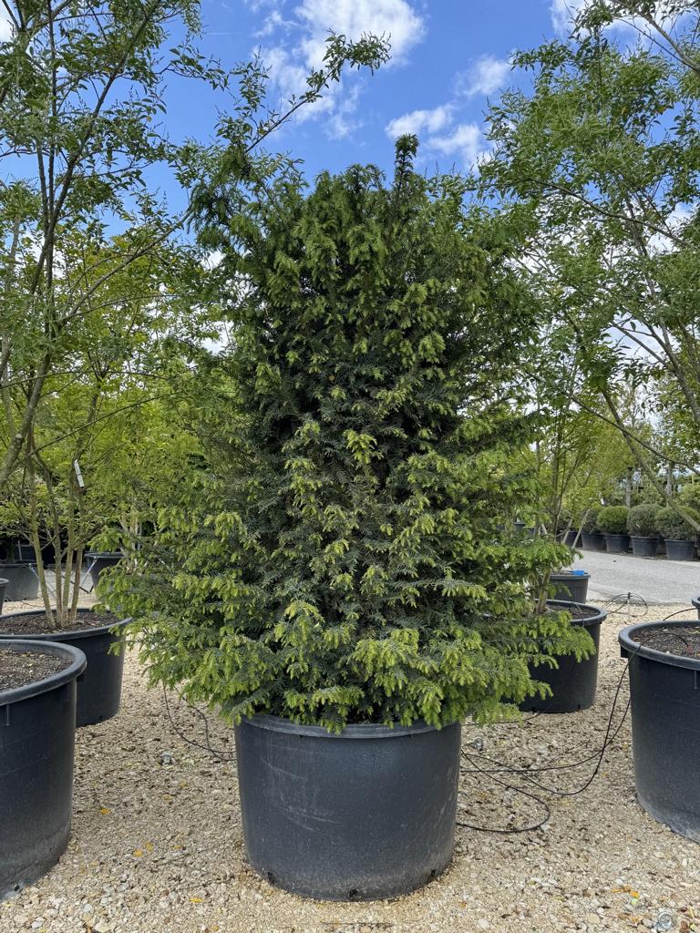 Taxus baccata