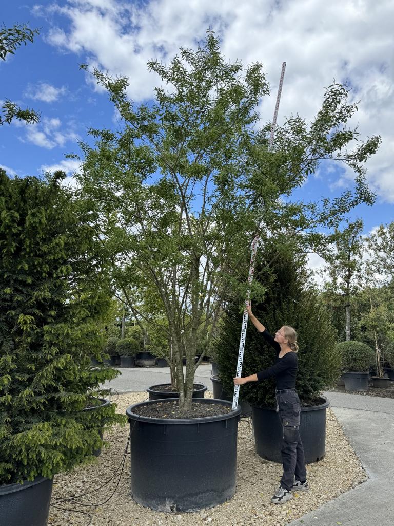 Ligustrum ibota Schirmform