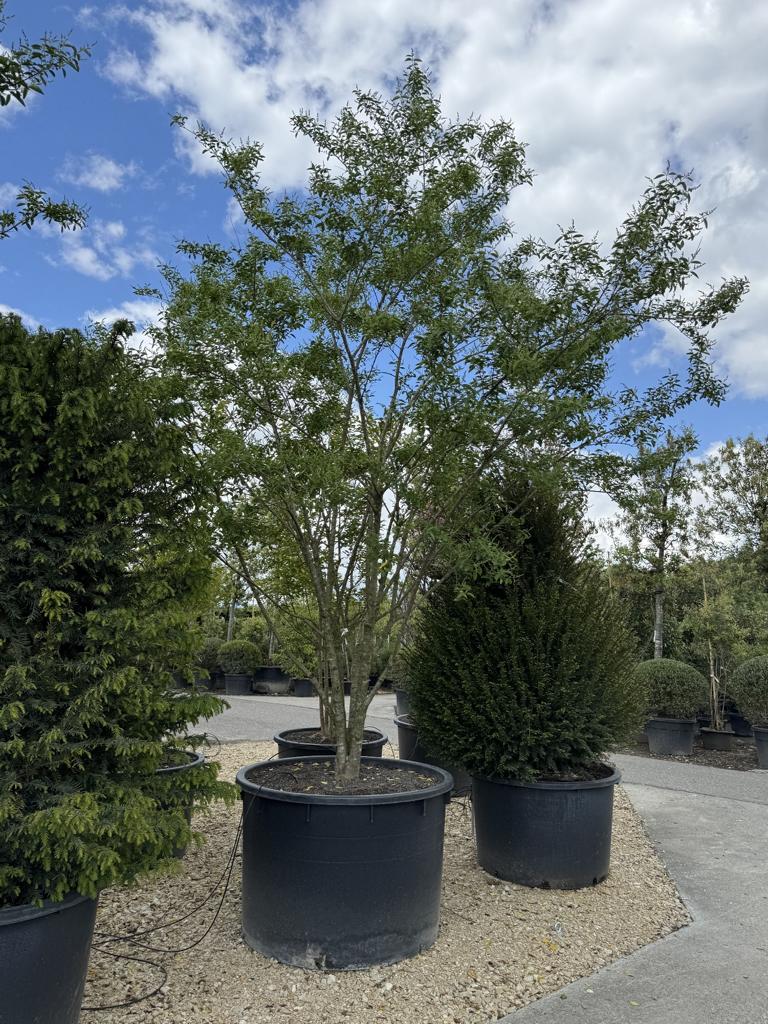 Ligustrum ibota Schirmform