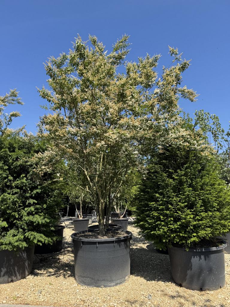 Ligustrum ibota Schirmform