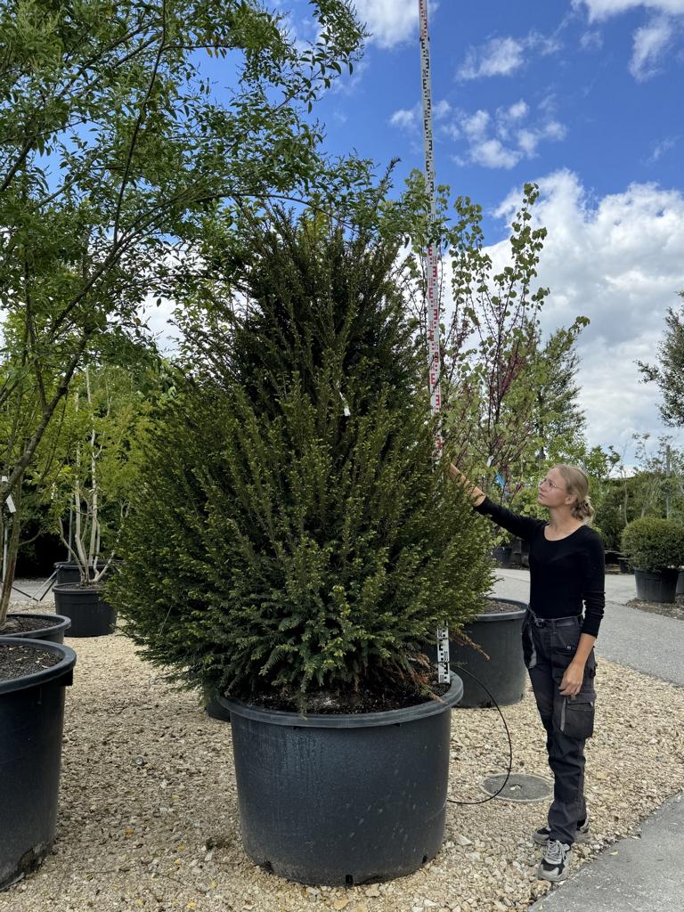 Taxus baccata