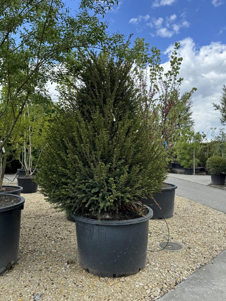 Taxus baccata