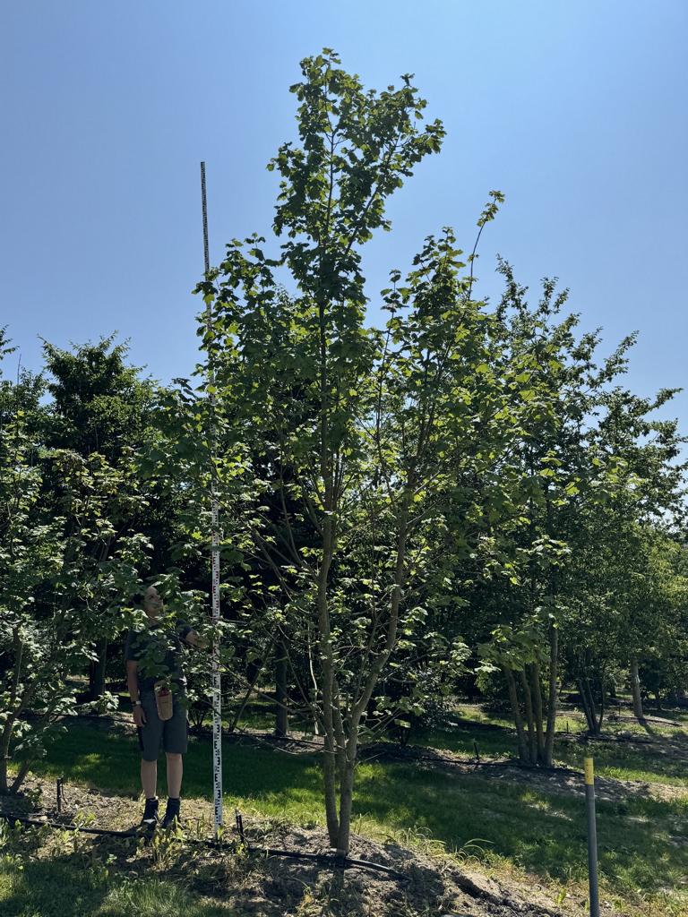 Acer opalus
