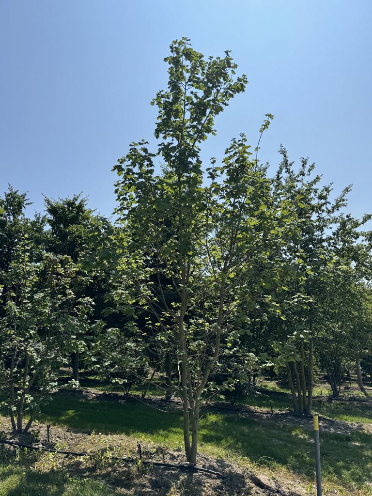 Acer opalus