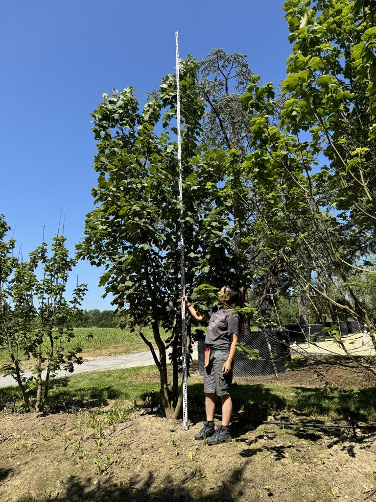 Acer opalus