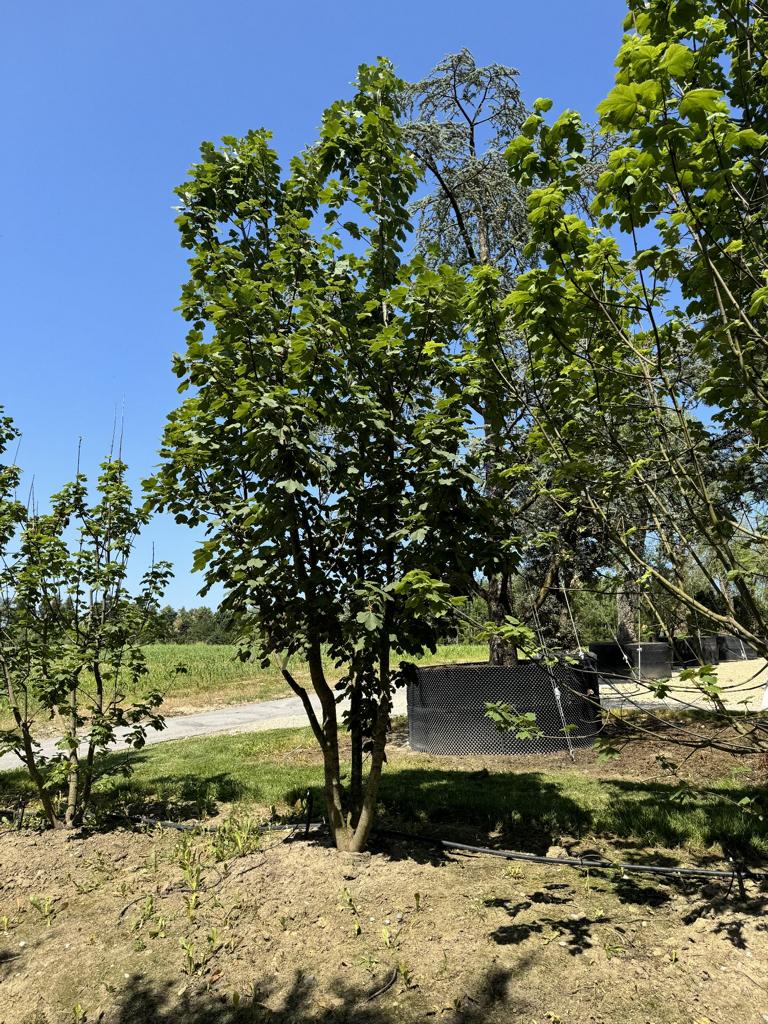 Acer opalus