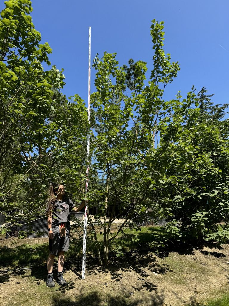 Acer opalus