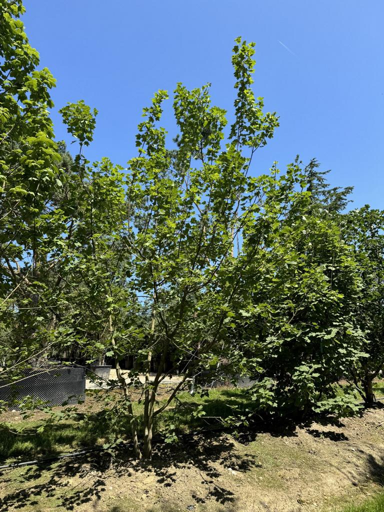 Acer opalus