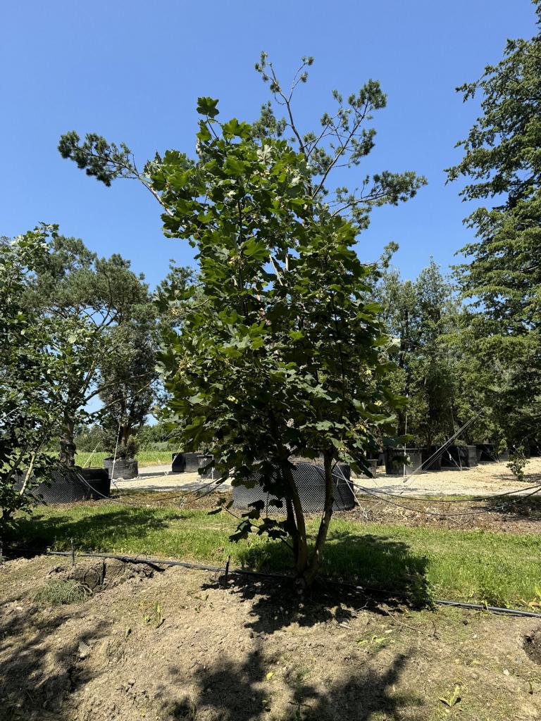 Acer opalus