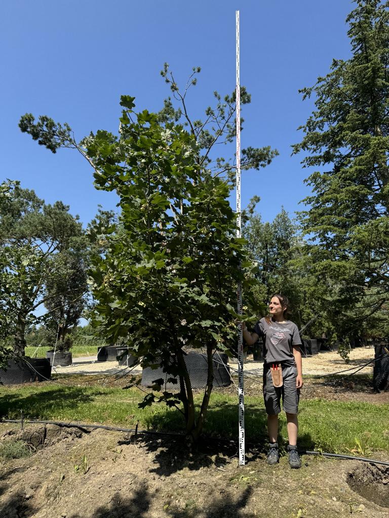 Acer opalus