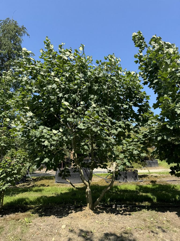 Acer opalus