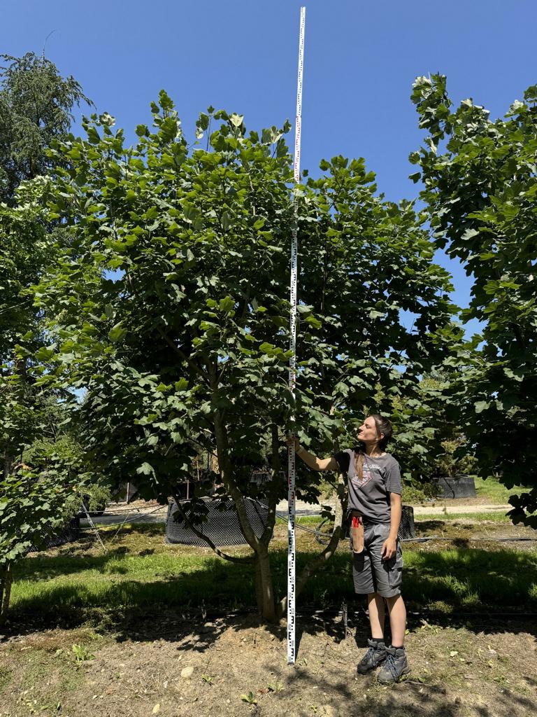 Acer opalus