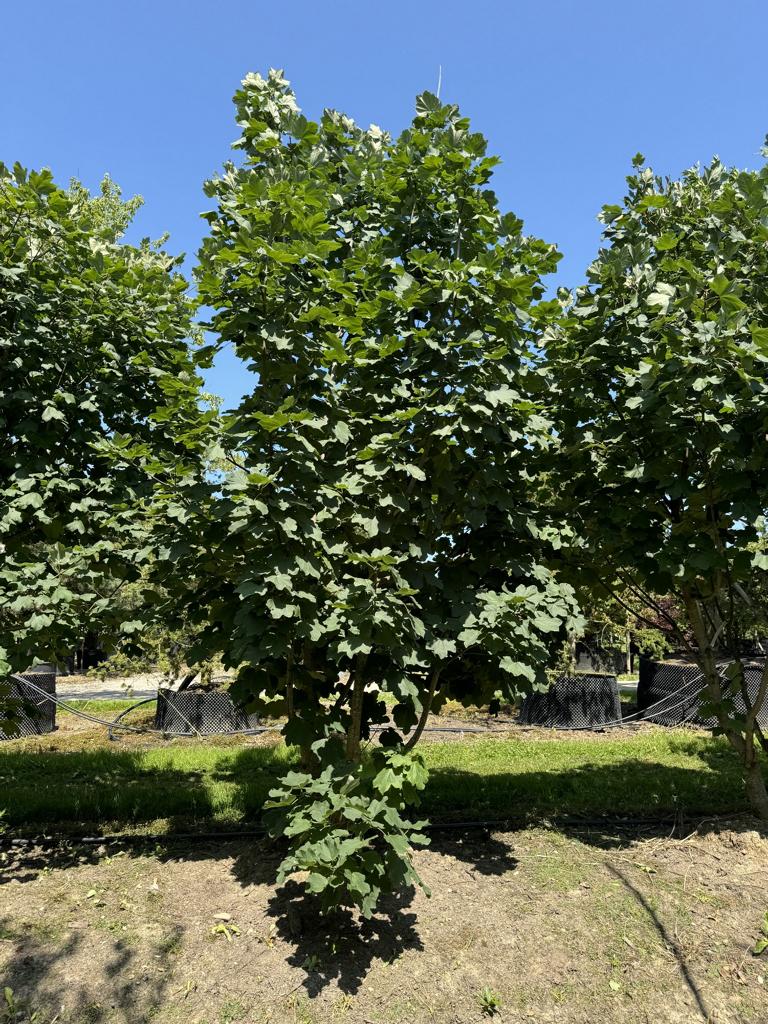 Acer opalus