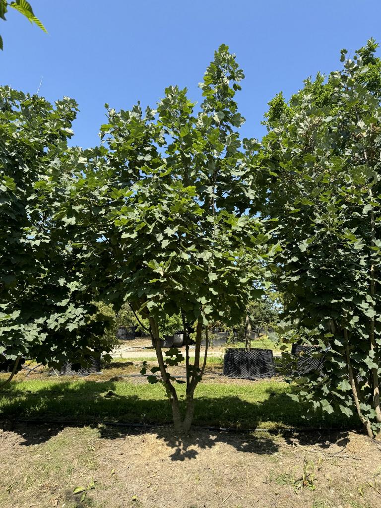 Acer opalus