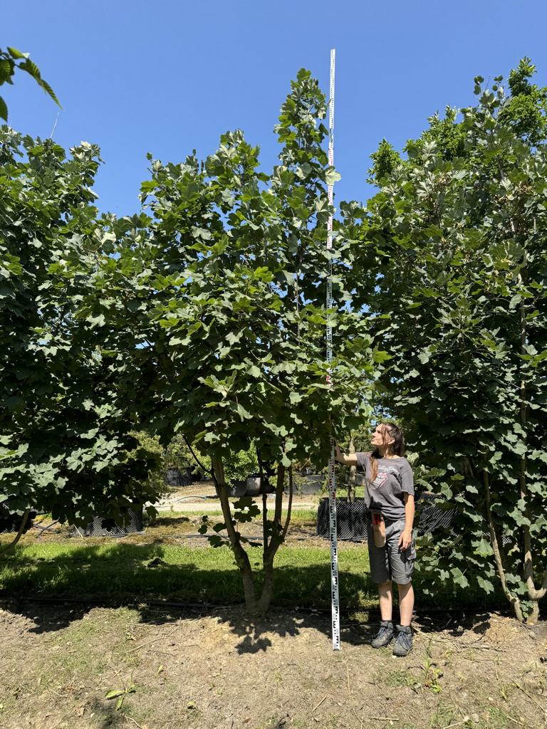 Acer opalus