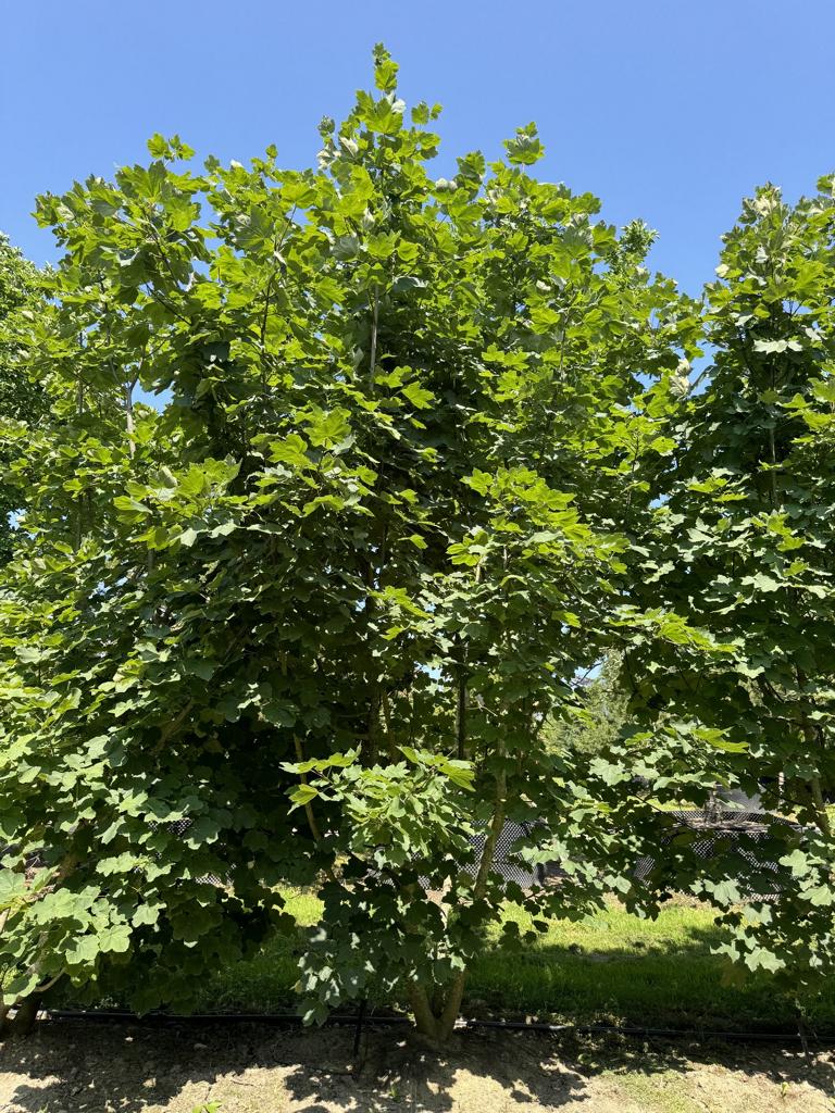 Acer opalus