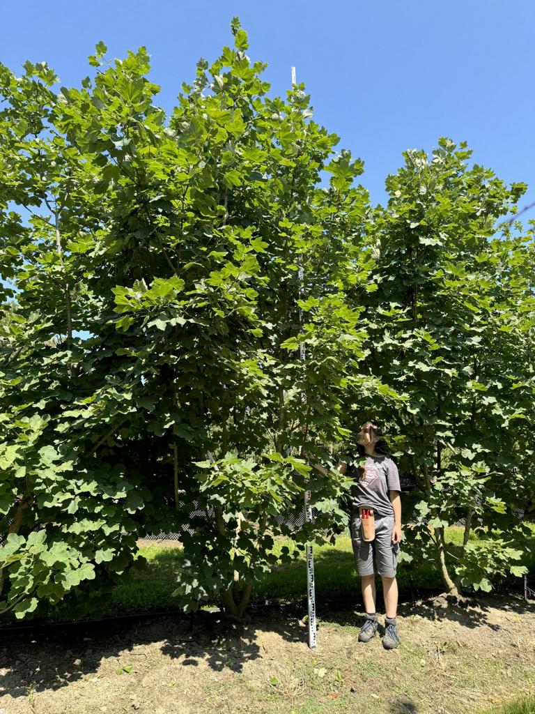 Acer opalus