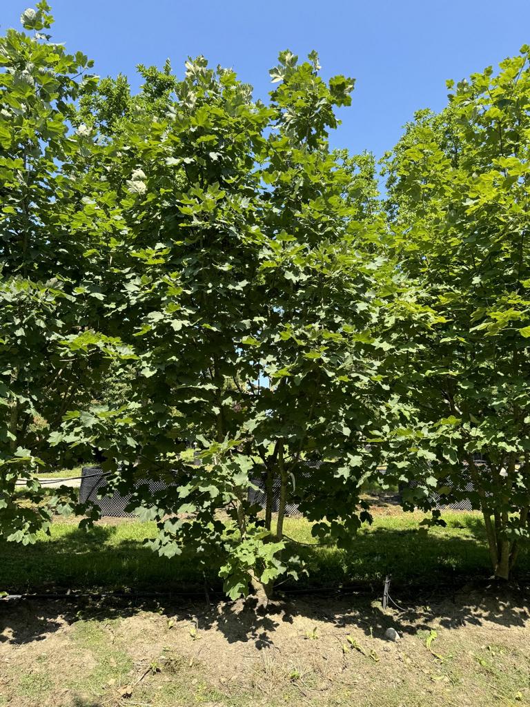 Acer opalus