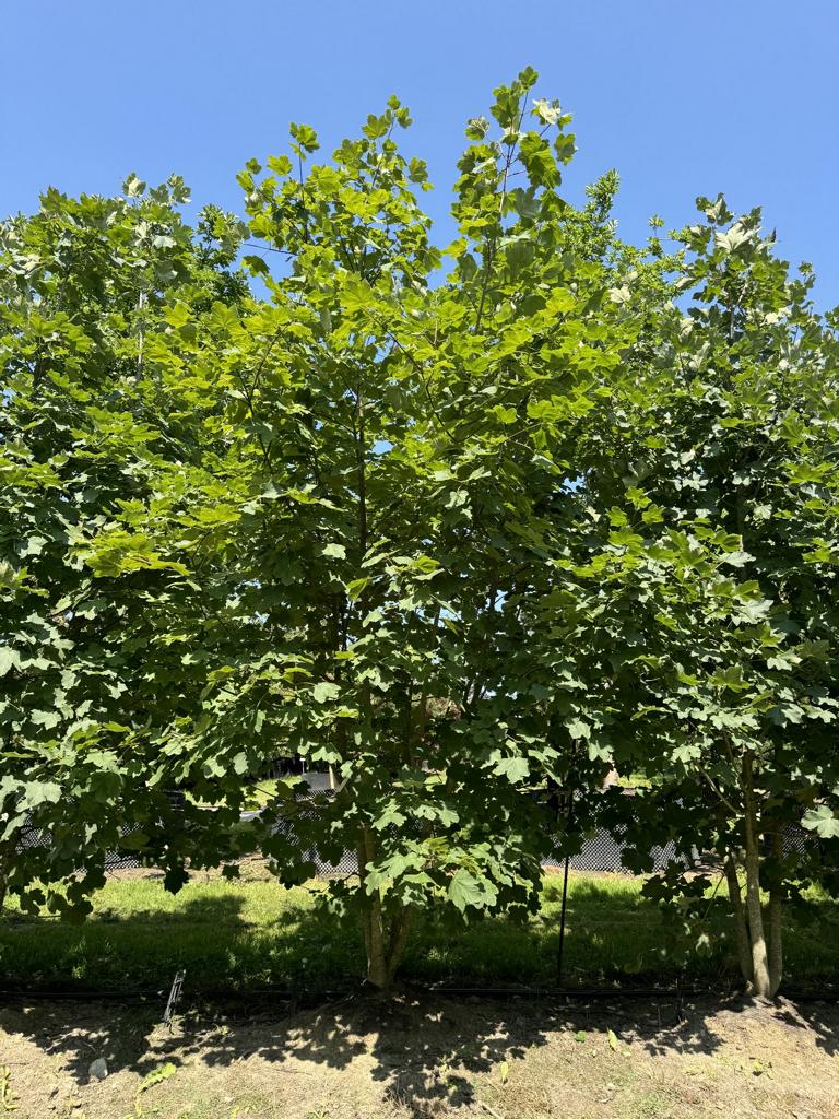 Acer opalus
