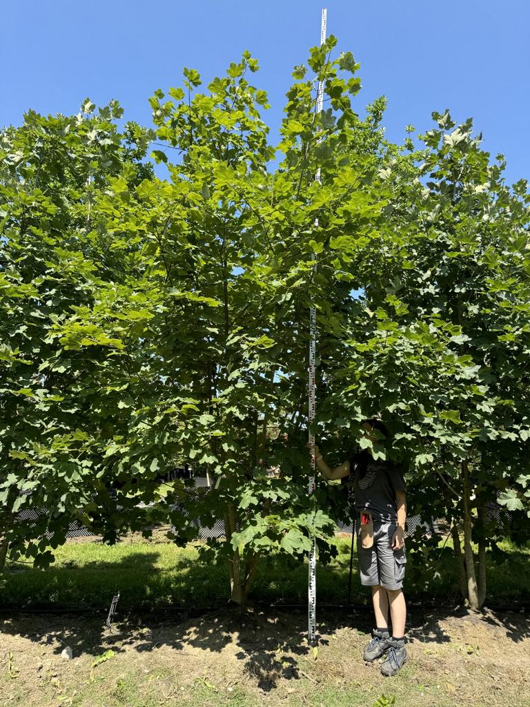 Acer opalus