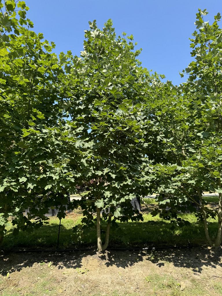 Acer opalus