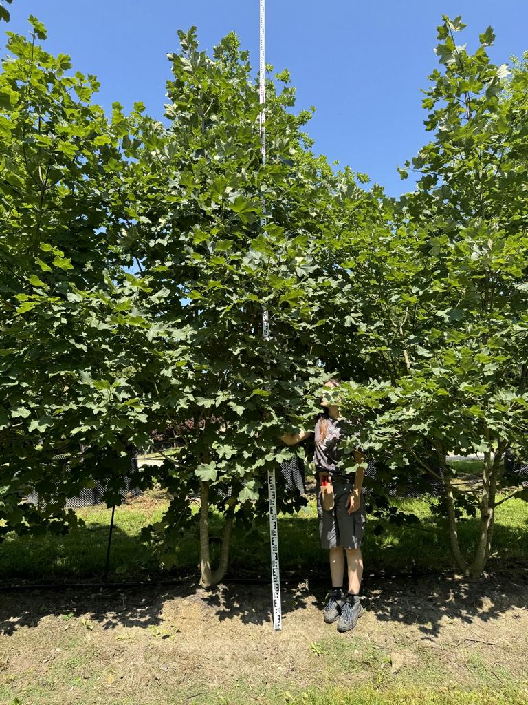 Acer opalus