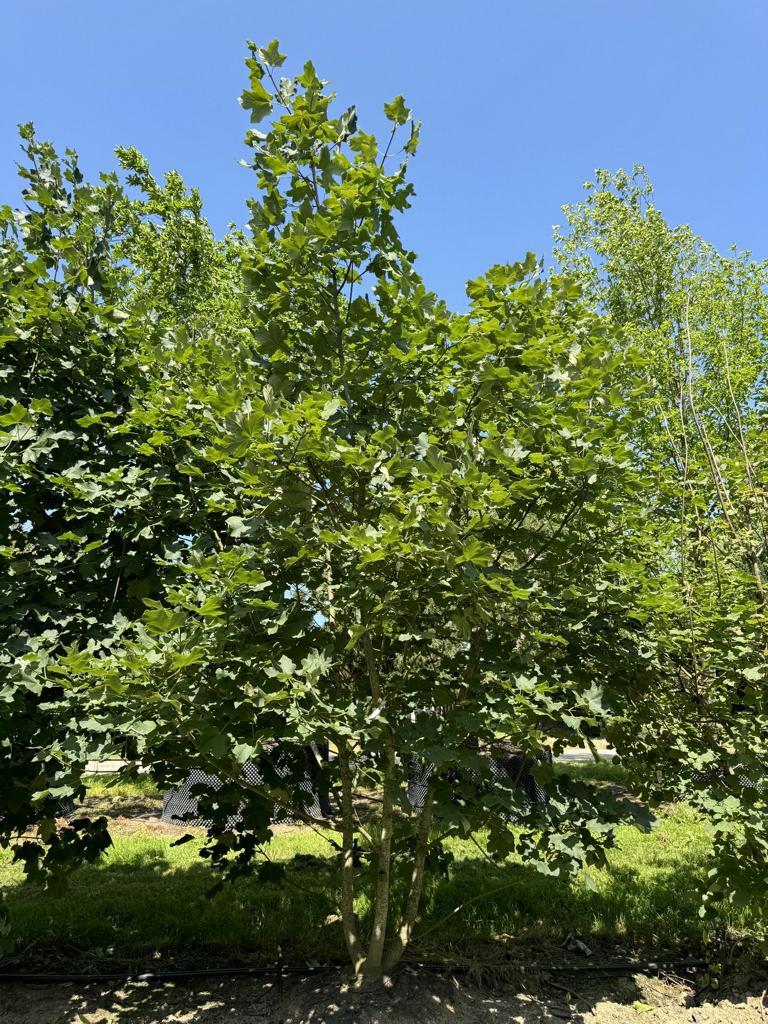 Acer opalus