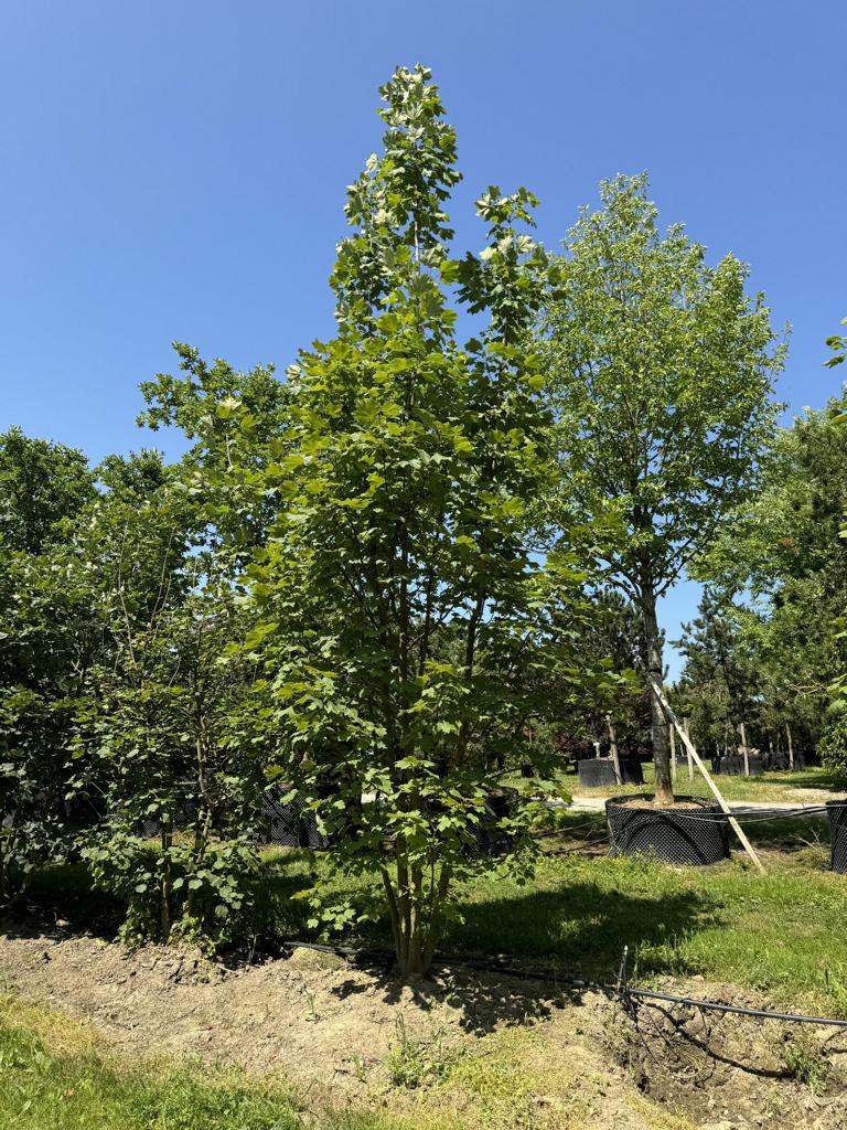 Acer opalus