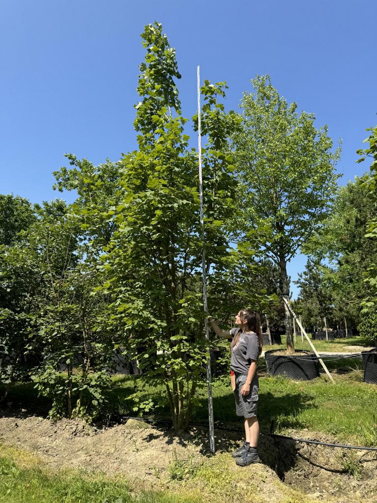 Acer opalus
