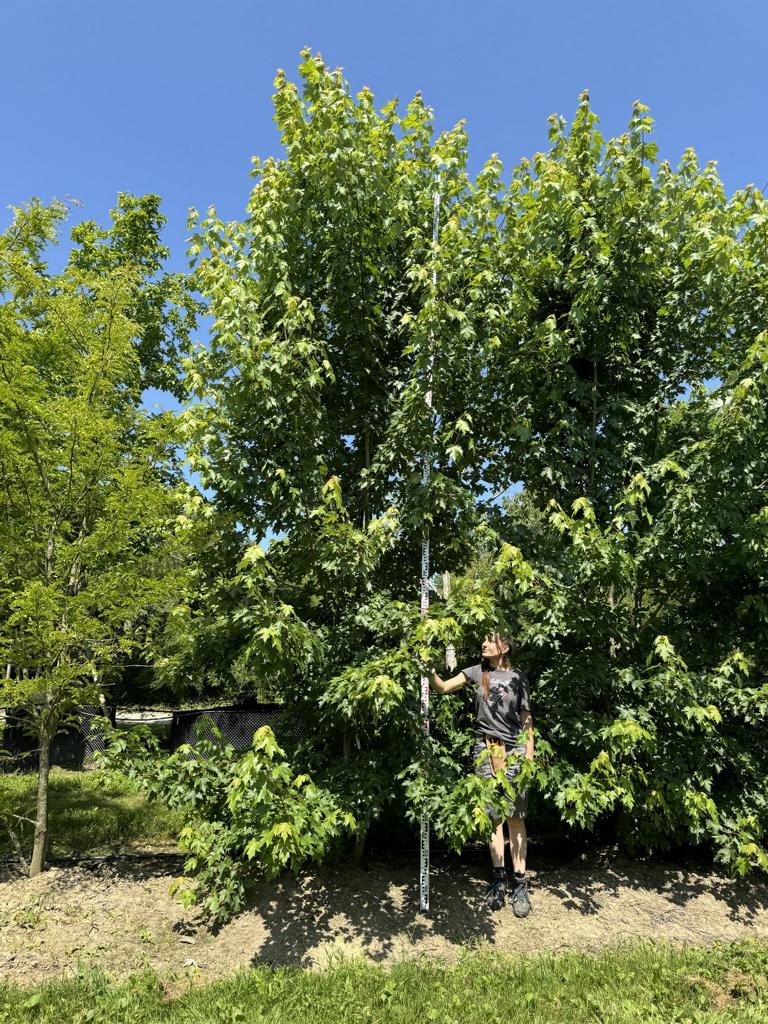 Acer freemanii (x) 'Autumn Blaze'