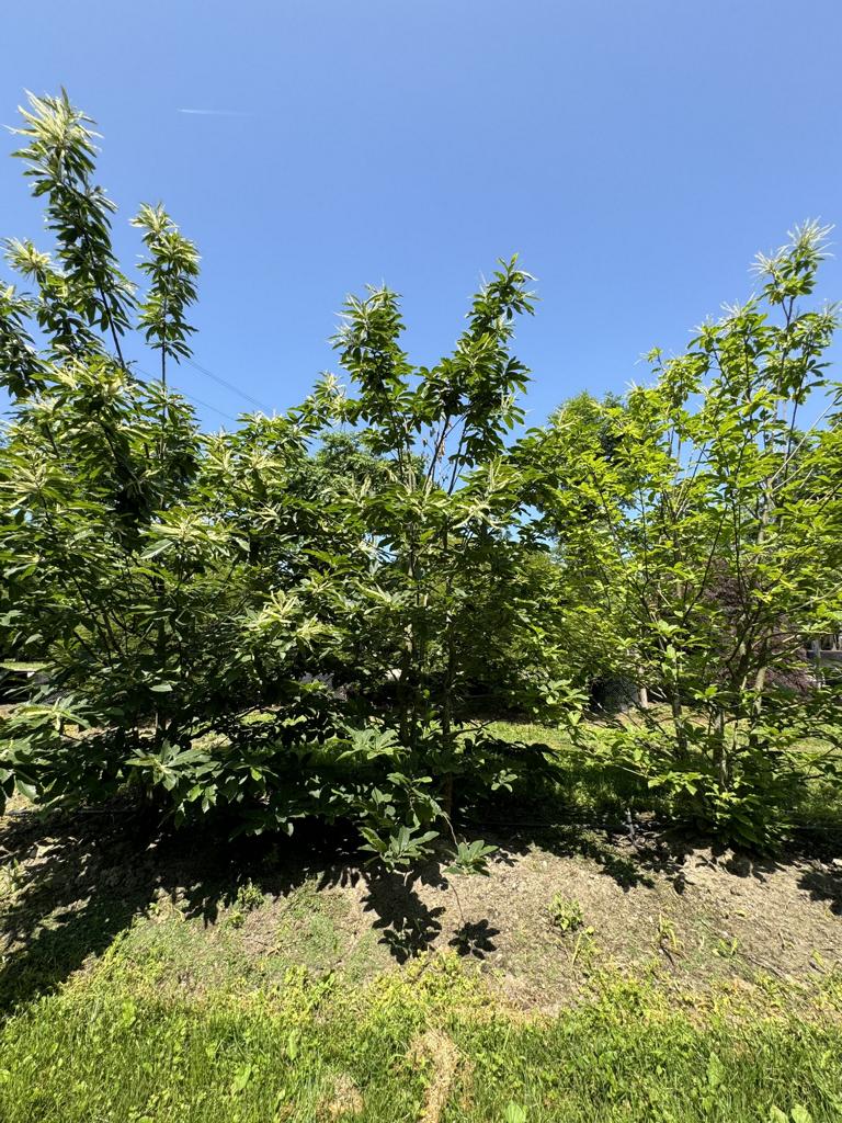 Castanea sativa