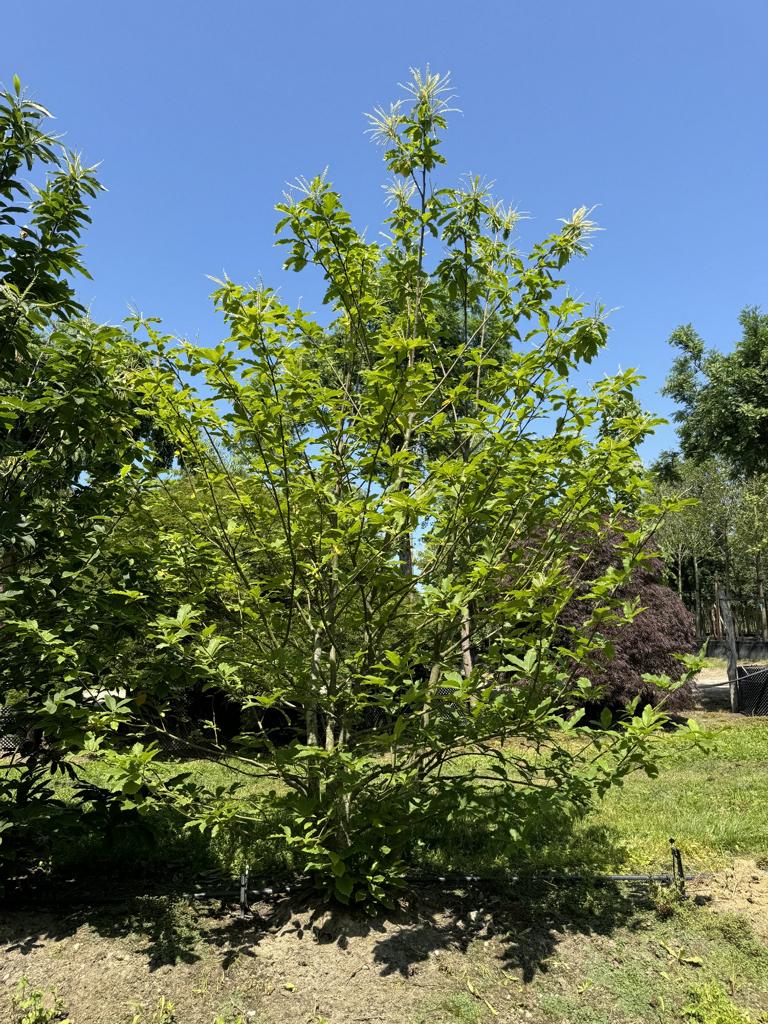 Castanea sativa