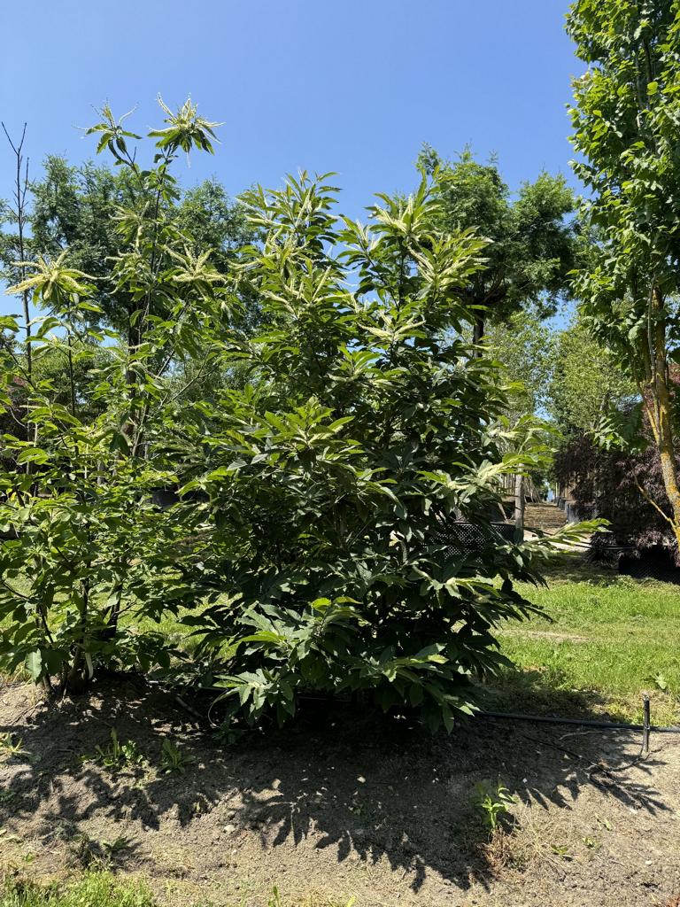 Castanea sativa