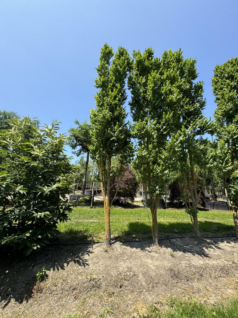 Koelreuteria paniculata 'Fastigiata'