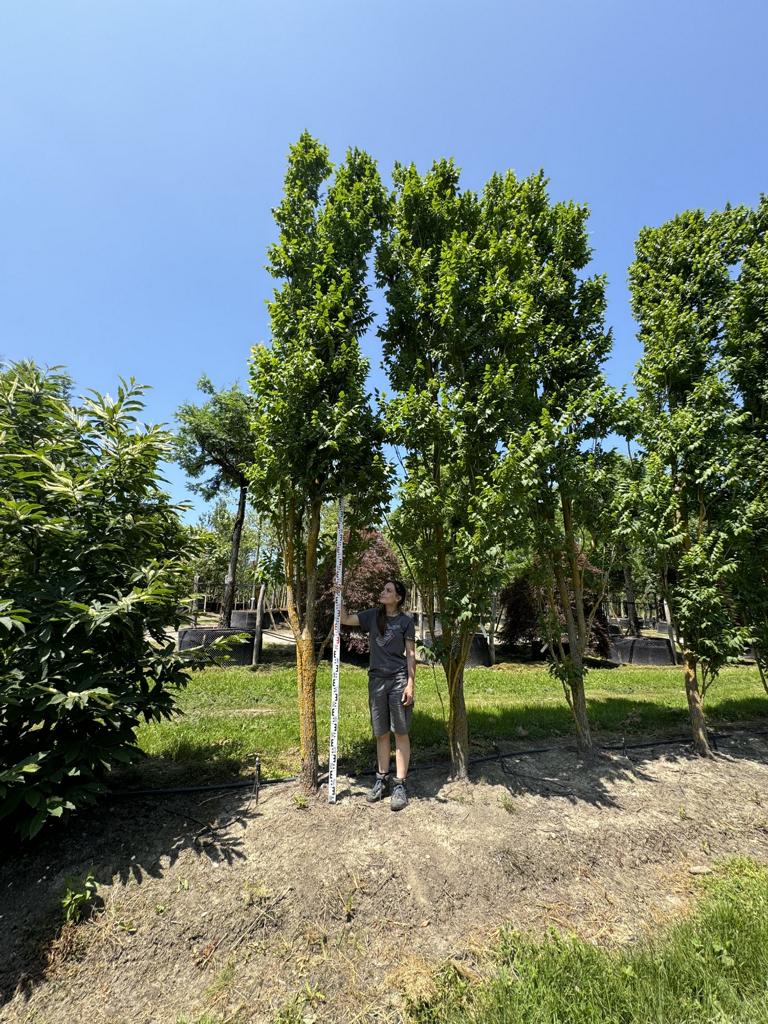 Koelreuteria paniculata 'Fastigiata'