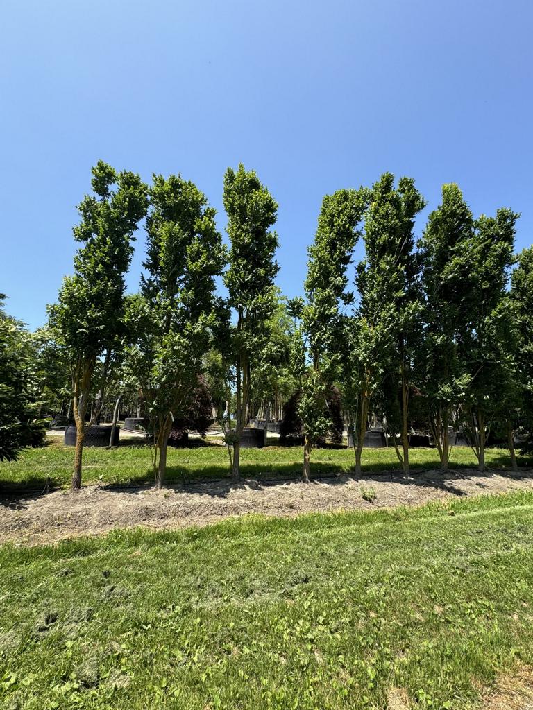 Koelreuteria paniculata 'Fastigiata'