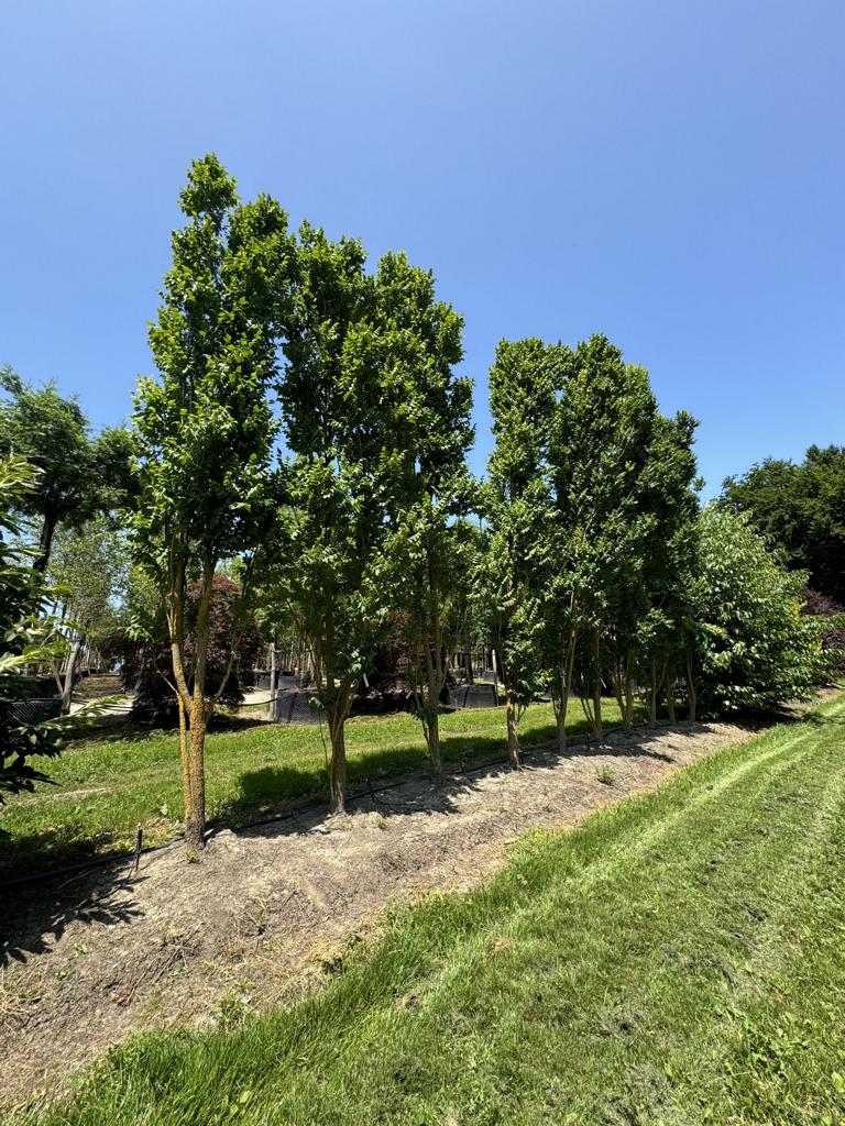 Koelreuteria paniculata 'Fastigiata'