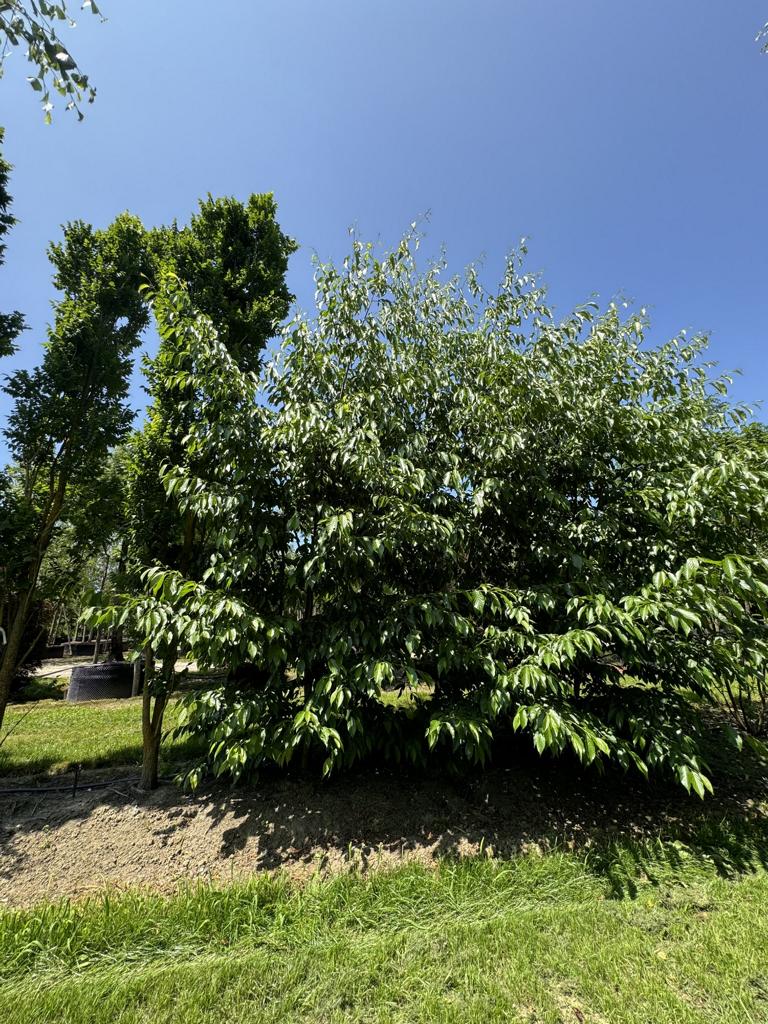 Alnus spaethii (x)