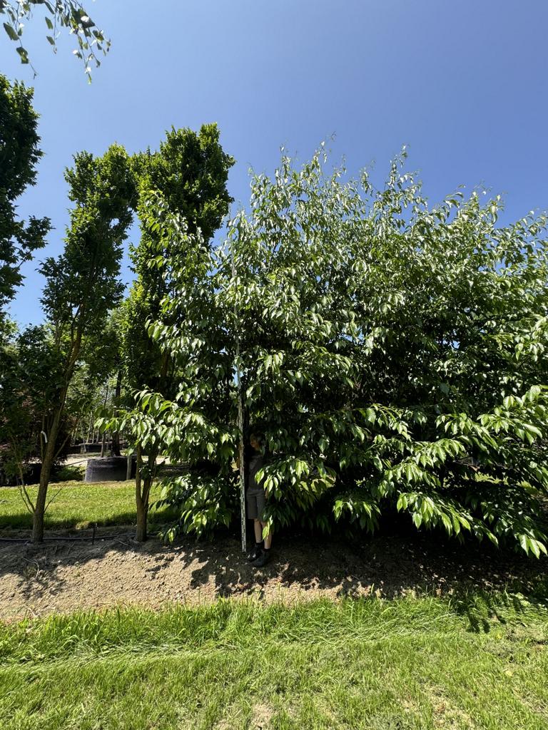 Alnus spaethii (x)