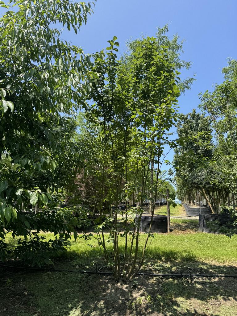 Prunus padus 'Colorata'