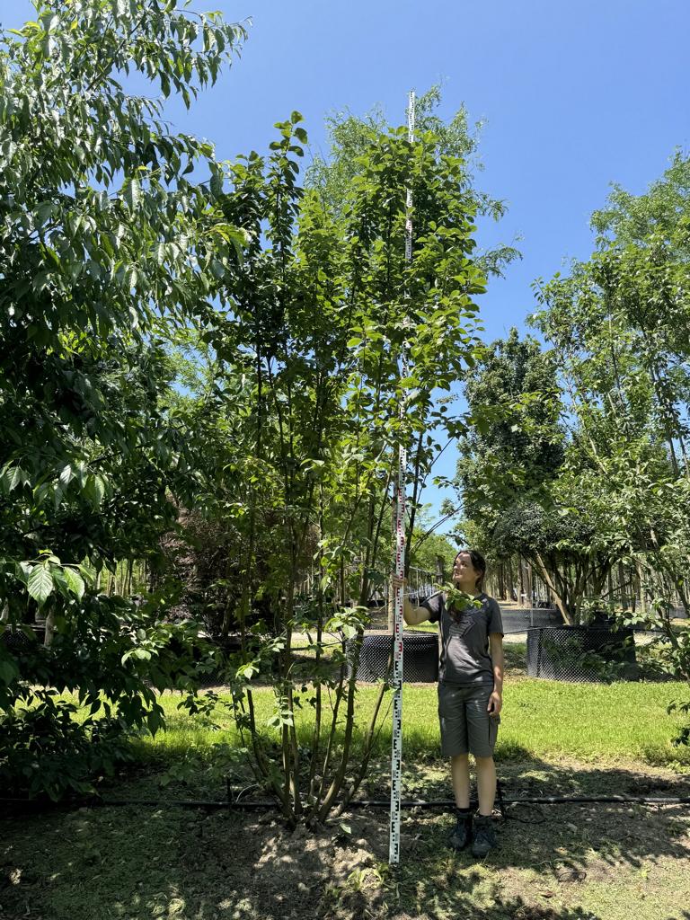 Prunus padus 'Colorata'