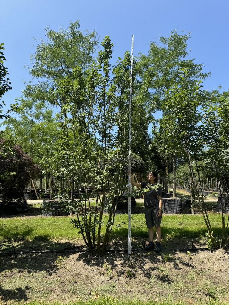 Prunus padus 'Colorata'