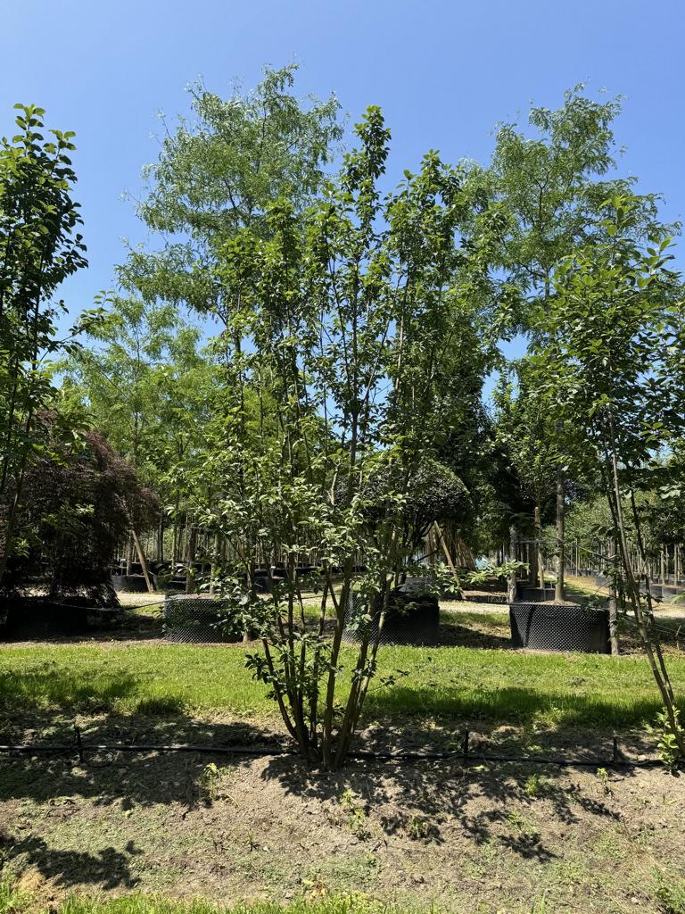 Prunus padus 'Colorata'