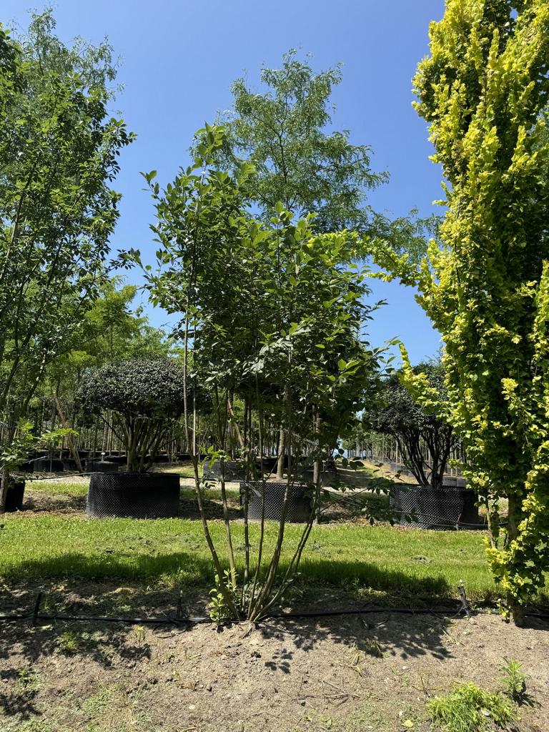 Prunus padus 'Colorata'