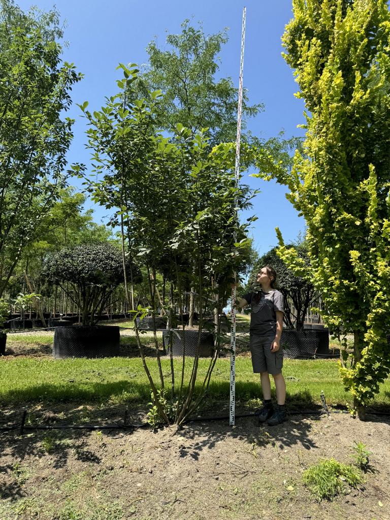 Prunus padus 'Colorata'