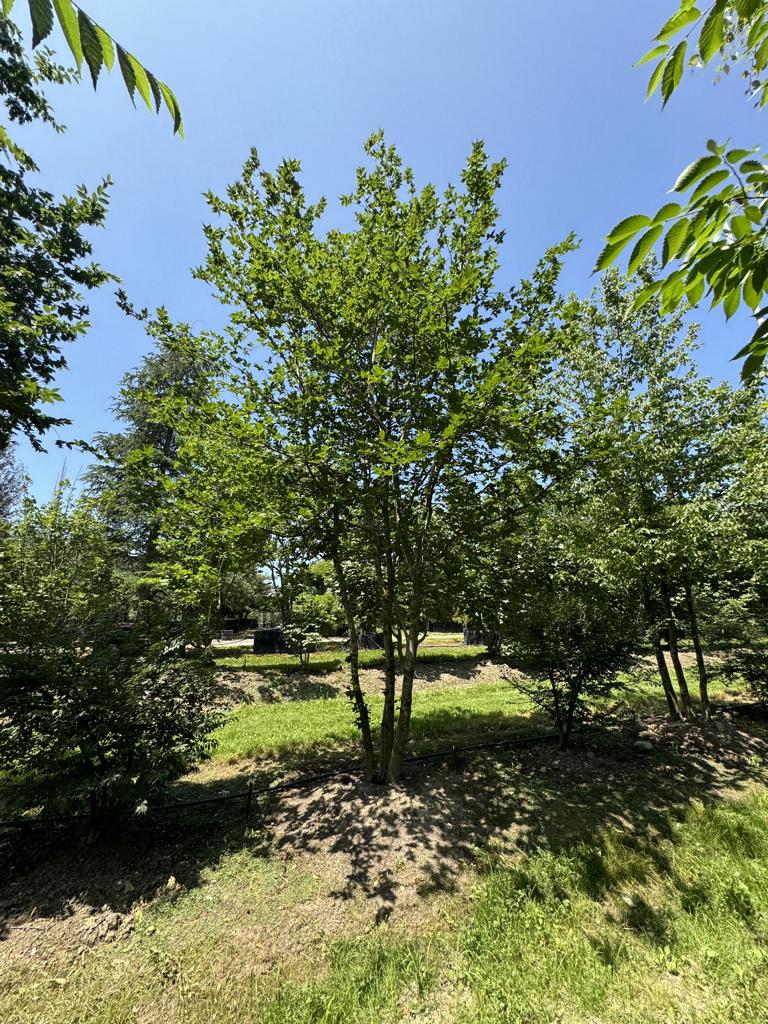 Carpinus betulus