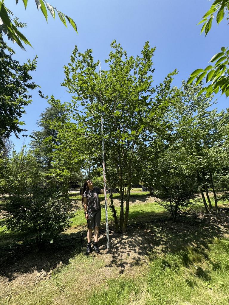 Carpinus betulus
